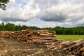 Stack of many sawn logs of pine trees Royalty Free Stock Photo