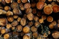 Stack of many sawn logs of pine trees Royalty Free Stock Photo