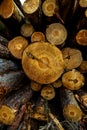 Stack of many sawn logs of pine trees Royalty Free Stock Photo