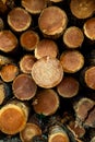 Stack of many sawn logs of pine trees Royalty Free Stock Photo