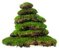 Stack of moss clumps isolated on white background. Green mossy hill