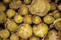 Stack of mossy cut tree logs in a close-up view. Visible growth rings, textures, and natural patterns of aging wood Royalty Free Stock Photo