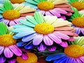 Stack of multi colored daisies. 3D illustration