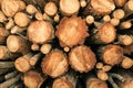 Stack of natural wooden logs background. Close up view Royalty Free Stock Photo