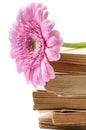 Stack of old books with pink mum flower Royalty Free Stock Photo