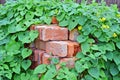 Stack of old brick in plant Royalty Free Stock Photo