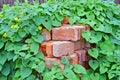Stack of old brick in plant Royalty Free Stock Photo