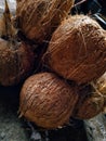 Stack of Old Coconuts with Coir Husk Royalty Free Stock Photo