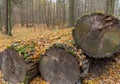 Stack of old oak tree logs under dry leaves Royalty Free Stock Photo