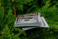 Stack of one hundred dollar bills on christmas tree. Royalty Free Stock Photo