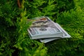 Stack of one hundred dollar bills on christmas tree. Royalty Free Stock Photo