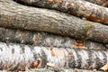 Stack parallel birch trunks pattern horizontal trees background sawmill Royalty Free Stock Photo