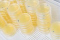 Stack of petri dishes with cultures in agar algae Royalty Free Stock Photo