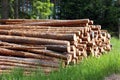 Stack of pine logs in summer forest