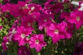 Stack pink petunia flower in park Borisova gradina