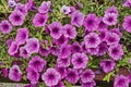 Stack pink petunia flower in public garden, town Delchevo, Macedonia