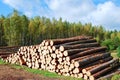 Stack of prepared wood in european forest Royalty Free Stock Photo