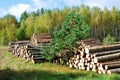 Stack of prepared wood in european forest Royalty Free Stock Photo