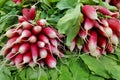 Stack of radishes on a market stall Royalty Free Stock Photo