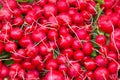 Stack of radishes on a market stall Royalty Free Stock Photo