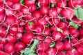 Stack of radishes on a market stall Royalty Free Stock Photo