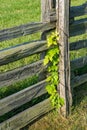 Stack Rail Fence and Ivy