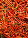 Stack of red hot chili peppers Royalty Free Stock Photo