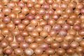 Stack of red onions Royalty Free Stock Photo