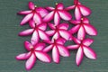Stack of red and pink Frangipani or Plumeria flower on black wo Royalty Free Stock Photo