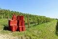 Stack of red plastic crates for grape harvesting at the end of the row of vineyard Royalty Free Stock Photo