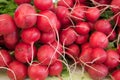 Stack of Red Radishes Royalty Free Stock Photo