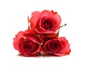 Stack red rose flowers on white Royalty Free Stock Photo