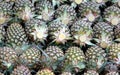 Stack of Ripe Pineapples Royalty Free Stock Photo