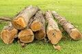 Stack of rubber tree log