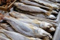 Stack of salted fish Royalty Free Stock Photo