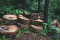 Stack of sawed logs in the green forest in spring