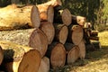 Stack of sawed trees. Lots of wooden beams that were put in a heap Royalty Free Stock Photo