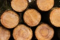 Stack of sawed trees. Lots of wooden beams that were put in a heap. Front view of pile of cut wooden loges Royalty Free Stock Photo