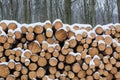 Stack of sawed trees. Royalty Free Stock Photo