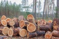 Stack of sawn logs. Woodpile of freshly harvested pine logs on a forest. Trunks of trees cut and stacked Royalty Free Stock Photo