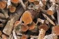 Stack of sawn timber logs to serve as firewood