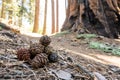 Stack of Sequoia Pine cones in Grove Royalty Free Stock Photo