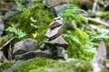 A stack of stones stands on top of each other. Mysterious ritual