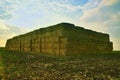 A stack of straw bales on harvested field. Agricultural concept