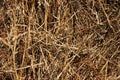 Stack of straw Royalty Free Stock Photo