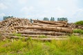 Stack of teak wood log Royalty Free Stock Photo