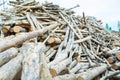 Stack of teak wood log