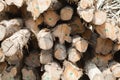 Stack of teak wood log Royalty Free Stock Photo