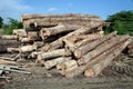 Stack of teak wood log