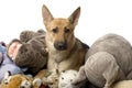 Stack of teddy and a german shepherd